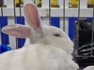 Faces of the fair: Animals—and the love of them—remain at the heart of the historic Indiana State Fair